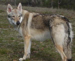 Guny l'Amico del Lupo