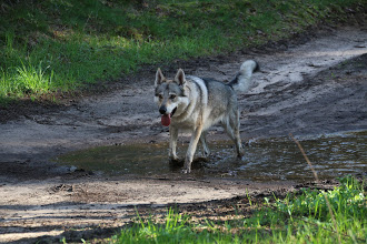 Honey Spirit of the Wolf