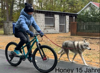 Honey Spirit of the Wolf