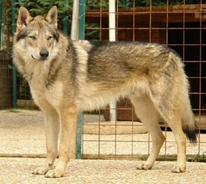 Greywolf Passo del Lupo