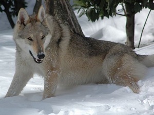 Foggy Wolf Lupi di Montemorello