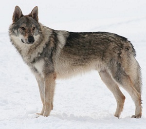 Arimminum Unique Wolf