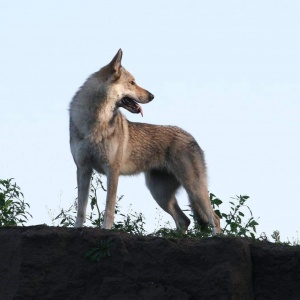 Givenchy vom Westerwälder Berg