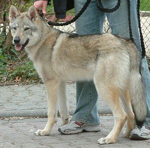 Elja von der Wolfsranch