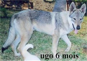 Ugo du Center Club Moloss Wolf