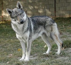 Utah du Center Club Moloss Wolf