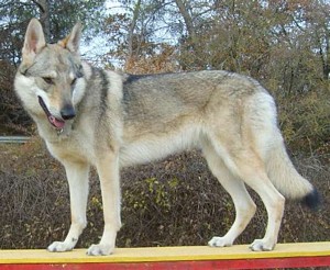 Best Wolfie du Domaine de la Combe Noirev