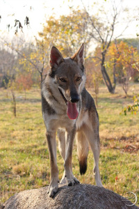 Feral Grey Střípek snů